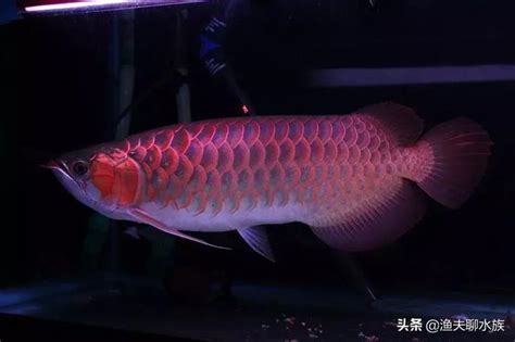 龍魚鱗片受傷|32種龍魚疾病、治療、病因及癥狀 